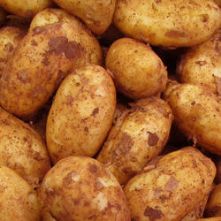 Fresh kufri badshah potato