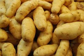Fresh primium quality potato