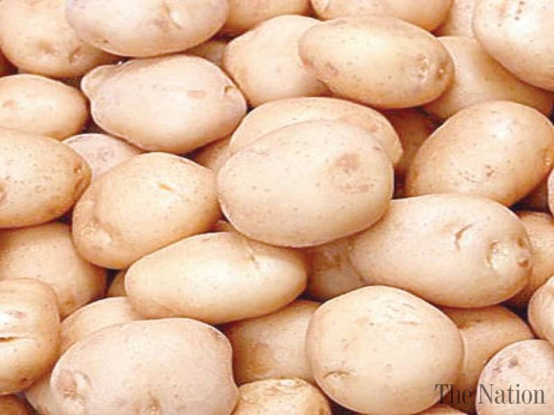 High quality fresh potato