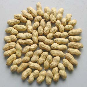 peanut in  shell