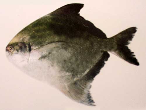 Chinese Pomfret