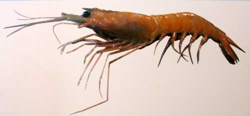 Deep Sea Shrimp