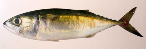 indian mackerel