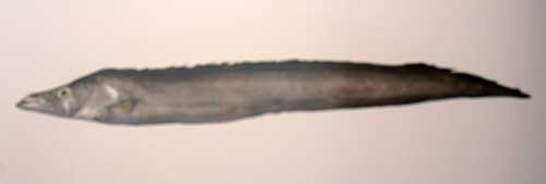 Large - Headed Ribbon Fish