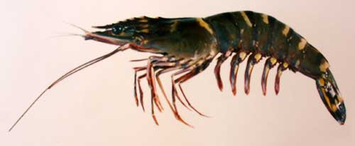 Tiger Prawn