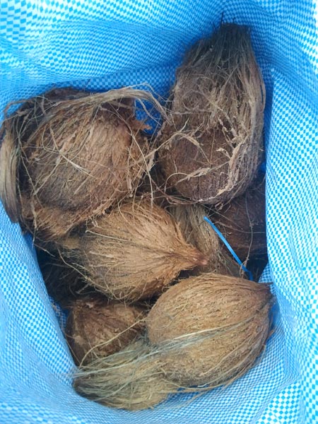 NOOR Fresh Coconuts