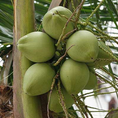 Green Tender Coconuts