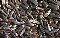 Niger Seeds