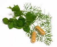 Organic Herbs