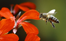 Bee Pollen, Purity : 95%