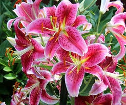 Fresh Asiatic Lily Flowers