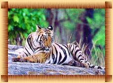 Weekend with Royal Bengal Tiger