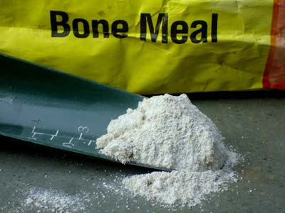 Bone Meal Powder