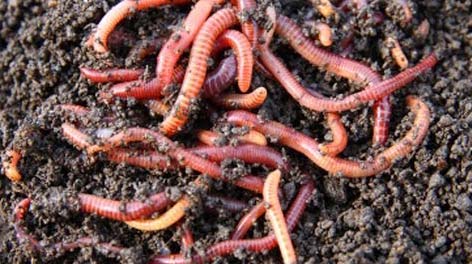 organic vermicompost