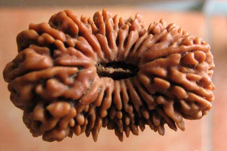 Nepali Rudraksha Bead M20 MUKHI