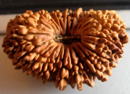 Nepali Rudraksha Bead M21 TRIPUR SUNDARI