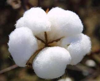 Raw cotton, Color : White