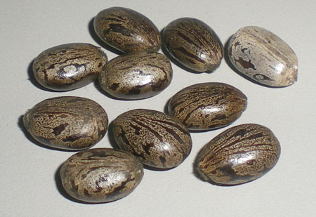 Caster Seeds
