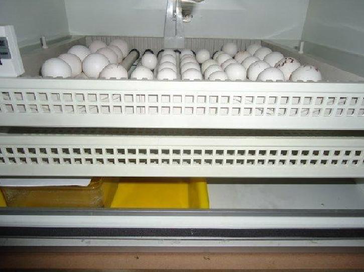 Fertilized Bird Eggs for Hatching