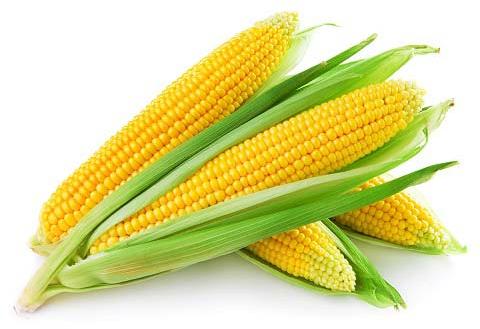 Organic yellow maize, for Animal Food, Human Food