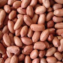 Peanut Kernels