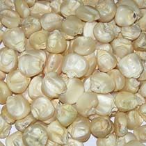 White Maize Seeds