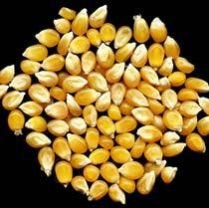 yellow maize seeds