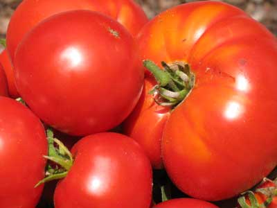 Fresh Tomatoes