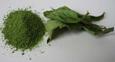 Stevia Leaves Powder