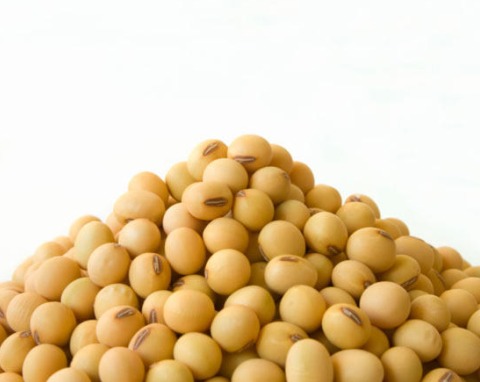 soybean seeds