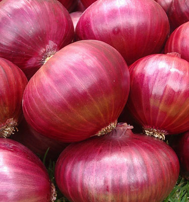 fresh red onion