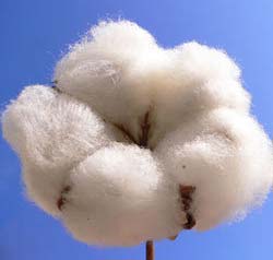 Raw cotton