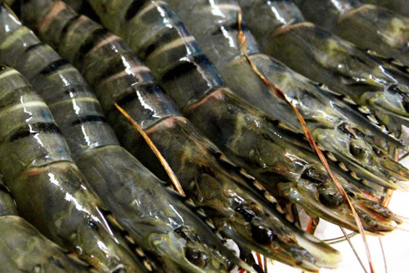 Frozen Black Tiger Prawn, Certification : Health Certified