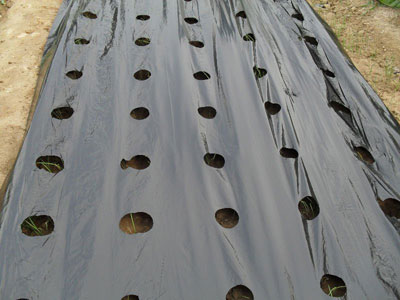 Mulch Films, for Agriculture, Length : Up to 100 Meter