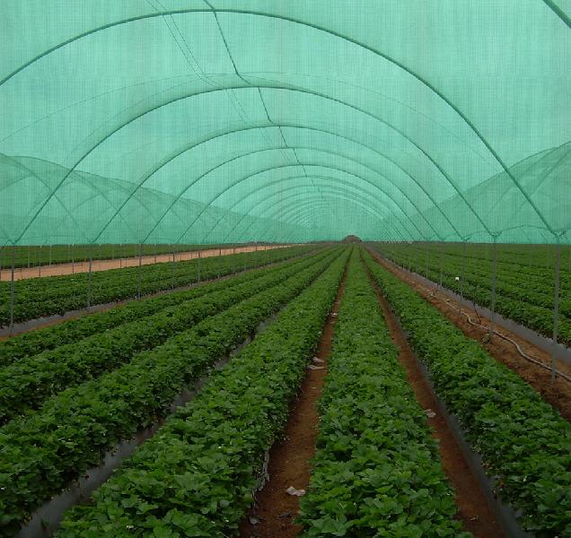 Plain Agriculture Shade Net, Length : 40-50mtr