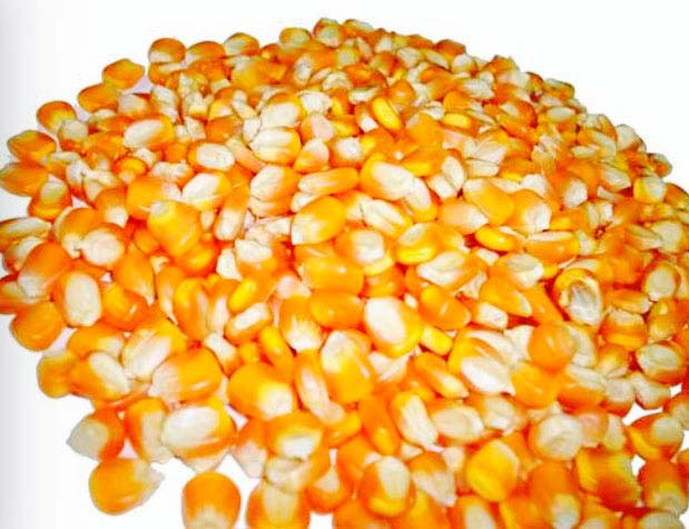 maize seeds