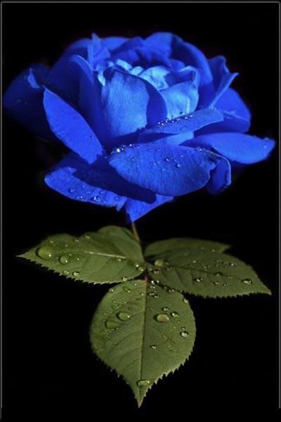 Fresh Blue Rose
