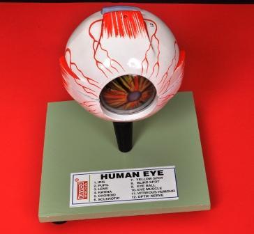 Human Eye Model