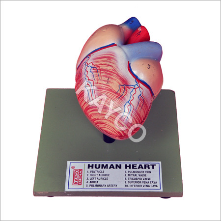 Human Heart