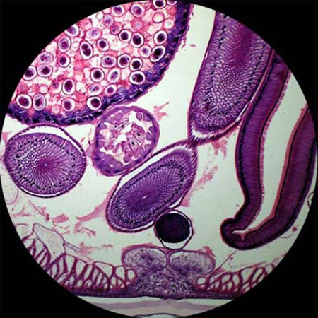 Modelling Biological Systems