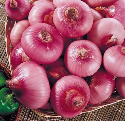 Organic fresh red onion, for Cooking, Feature : Freshness, Good Purity, High Quality