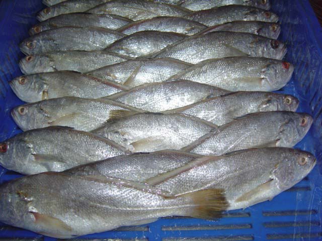 Frozen Silver Croaker Fish