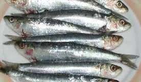 Frozen Whole Sardine Fish
