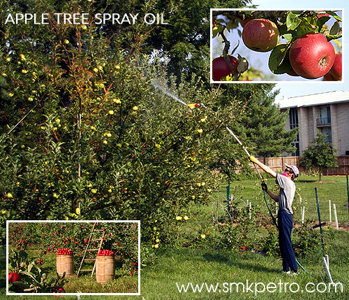 Apple Tree Spray Oil