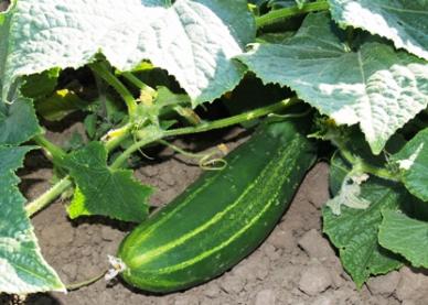 Hy cucumber seed