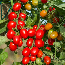 Hy tomato seed