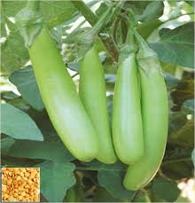Only Bottle gourd seed, Color : light green