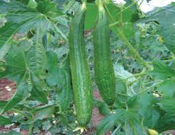 sponge gourd seed