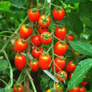 tomato seed