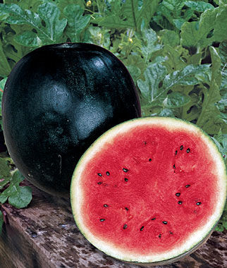 Black ice-box Watermelon Seed